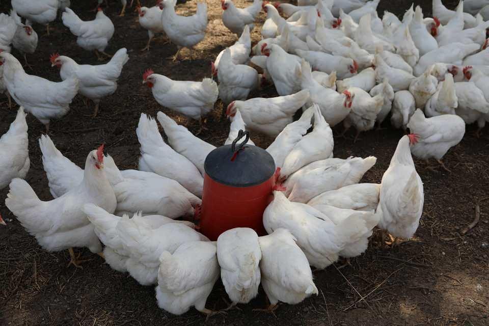 <p>Tavuk çiftliğinde şu an günlük 1650 yumurta elde ettiğini söyleyen Bor, sözlerini şöyle tamamladı:</p>
<p>"Mesleğim yumurtacılıktı. Toptan yumurta satış işini yapıyordum. Bu sektöre talep olduğu için bu işi yapmaya karar verdim. </p>