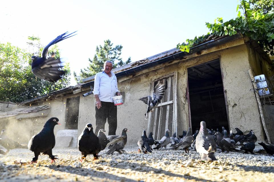 <p>İlk kuşlarını tavukla takas ederek aldıklarını ve zaman içerisinde güvercinlerinin sayısının 500’ü aştığını anlatan Yılmaz, "Köyümüze kuş satmaya bir adam gelmiş. Koşarak eve gittim. Ağlayarak babamdan bana kuş almasını istedim. Babam da 'Tamam alayım.’ dedi. İki tavuk verip yerine iki kuş aldı. Ondan sonra kuşlarımdan hiç ayrılmadım.” diye konuştu. </p>

<p> </p>
