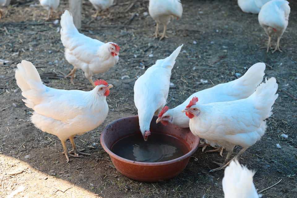 <p>"Bu sektör diğer sektörlerden çok daha farklı. Aynı zamanda riskli bir sektör. Sattığımız yumurtalardan insanlar çok memnun. Yumurtalarımıza talep var, insanlar daha doğal şeyler tüketmek istiyor. Bu taleplere cevap vermek için köy yumurtasına yöneldim." diyen Bor, hedefinin tavuk sayısını 5 bine çıkarmak olduğunu aktardı.</p>
<p> </p>