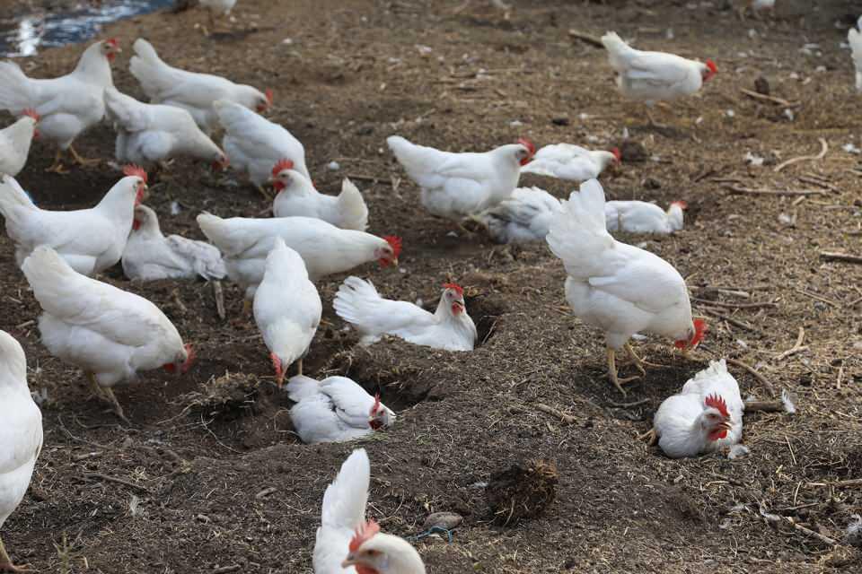 <p>Ürettiğimiz yumurtayı gelip buradan alanlara kolisini 25, toptan alan işletmelere de 20 liradan satıyorum. Şu an günlük 55 koli üretiyoruz. Bu da yeterli değil ve hedefimiz günlük en az 100 koli yumurta, yani 3 bin yumurta üretmektir."</p>