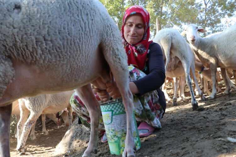 <p>110 koyunları bulunan Çakır çifti, her sabah erken saatlerde köyün dışında bulunan ağıla giderek hem hayvanların bakımını hem de sağımını yapıyor.</p>
<p> </p>