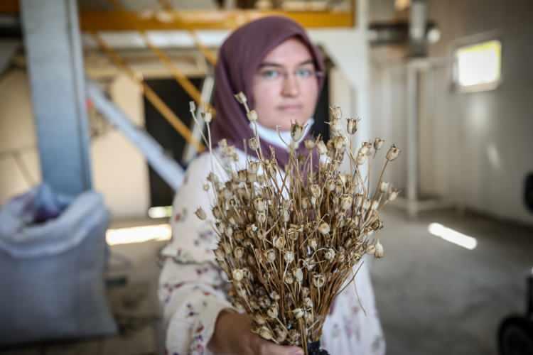 <p>Çörek otu üreticisi ailesine yardım eden öğretmen Merve Karagöz ise daha fazla alana ektikleri üründe emeklerinin karşılığını aldıklarını belirtti.</p>
<p> </p>