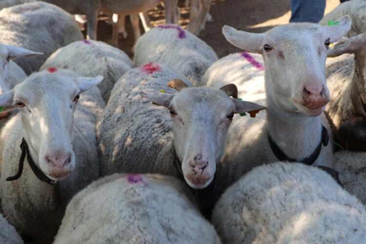 <p>Ağıla geldiklerinde ilk iş olarak koyunların bekçiliğini yapan çoban köpeklerine yemeklerini veren Çakır çifti, ardından da sağdıkları 90 kadar koyunu aralarında paylaşıp yaptıkları işin en zor bölümüne başlıyor.</p>
<p> </p>