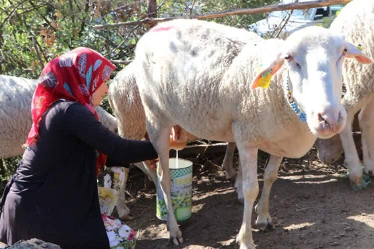 <p>Altı ay boyunca koyun sütünden aylık ortalama 15 bin TL kazanan çift, kalan altı aylık bölümde ise koyunların yavrulayan kuzularını büyüterek, bunları da et olarak satıp, yine bu işten de ayda ortalama 15 bin TL kazanmaya devam ediyor.</p>
<p> </p>