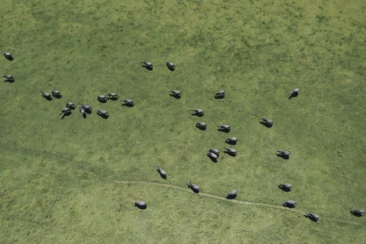 <p>Anadolu'da "Camız, camış ve k&ouml;m&uuml;ş" olarak da bilinen manda, daha &ccedil;ok Samsun ve Afyonkarahisar gibi illerde yetiştirilirken Edirne'de pek tercih edilmiyor.</p>

<p>&nbsp;</p>
