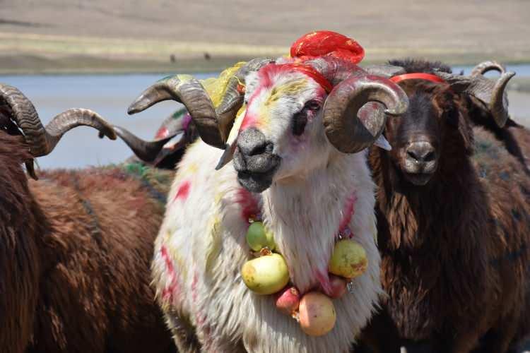 <p>Çeşitli renklerle boyanan koçların, boyun ve boynuzlarına takılan bereket sembolü yiyeceklerden elma, nar ve şekerlemelerle sürüye katılmaları geleneği, Kars'ta asırlardır "çoban bayramı" olarak kutlanıyor.</p>
