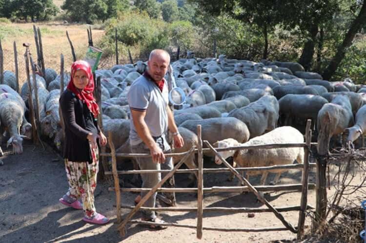 <p><strong>AYDA ORTLAMA 15 BİN TL KAZANIYORLAR </strong><br />
<br />
Süt veriminin en yüksek olduğu mart ve nisan aylarında aylık gelirlerinin 18 bin TL'yi bulduğunu belirten Çakır çifti, kalan aylarda süt verimi biraz azalsa da ayda 15 bin TL kazanıyor.</p>