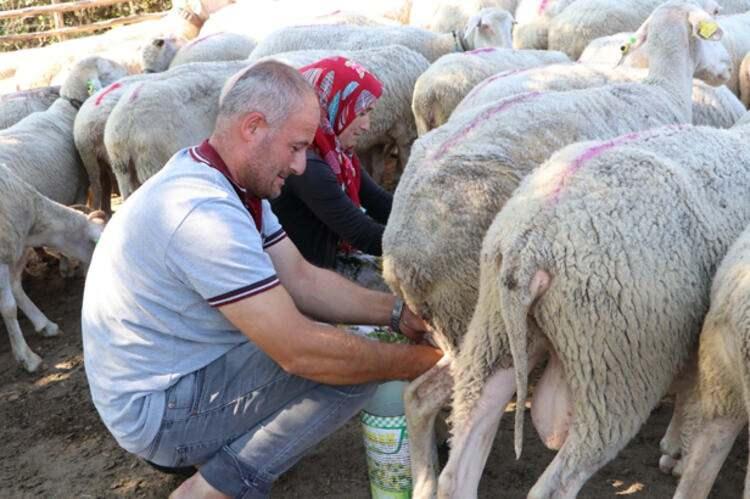 <p>Akşam yeniden ağıla toplanan koyunlar ikinci kez sağılıyor. Murat ve Feride Çakır çifti sağım için günde iki saat mesai yapıyor.</p>
<p> </p>