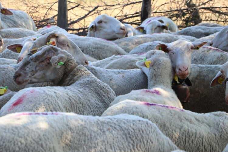 <p>Mart ve Nisan aylarında süt verimi çok oluyor. Sütün kilosu 6 lira, ayda 3 ile 3.5 ton süt alsak, Mart-Nisan ayında 18 bin lira kazanıyoruz. Sonrasında ise düşüyor. En değerli süt bana göre fiyatından da belli koyun sütüdür. Koyun sütü peynirin içinde olmazsa olmazdır. Yağ oranı bizim bölgede yüksektir. Kaz Dağları'nın eteklerindeki Muratlar köyündeki meralarda koyunlarımızı besliyoruz. Koyunlar organik olarak kekik, çalı, buğday ve başakla besleniyor" diye konuştu.</p>
<p> </p>