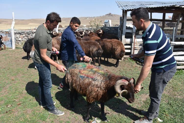<p>Yaylaya gelenlere çikolata ikram ederek kolonya tutan çobanlara da sürü sahipleri çeşitli hediyeler takdim ediyor. Köylüler daha sonra çoban ve katılımcılara geleneksel helva, hoşaf ve bulgur pilavı ikram ediyor. </p>