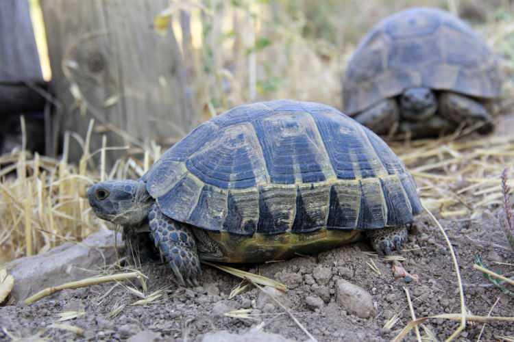 <p>İlçeye 1 kilometre uzaklıkta bulunan köyde sıkça görülen ve sayıları her geçen gün artan kaplumbağalar, günün ilk ışıklarıyla geceyi geçirdikleri yuvalarından dışarı çıkıp beslenmek için mahalle ve sokaklarda geziyor.</p>

<p> </p>
