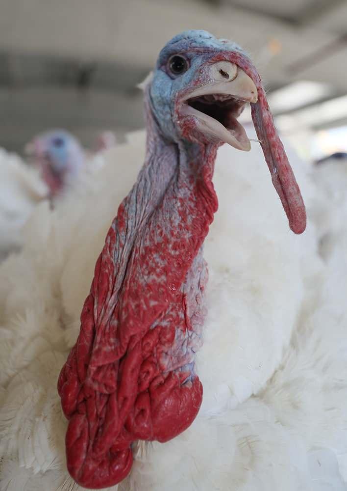 <p>Bu yüzden sessiz ortamda olmaları gerekiyor. Mümkünse yerleşim yerlerinden uzak gürültüsüz ve hijyenik bir ortamda bakımının yapılması gerekiyor." </p>