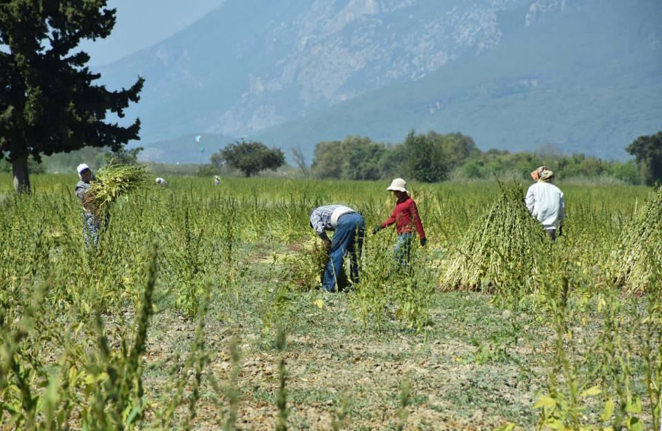 <p>Genelde kadınların topladığı susamlar, desteler halinde yerde bekletilip, daha sonra kümeler halinde kurutuluyor. Sopalarla vurularak dökülen susam, eleklerden geçirilerek komisyonculara satılıyor.</p>
<p> </p>