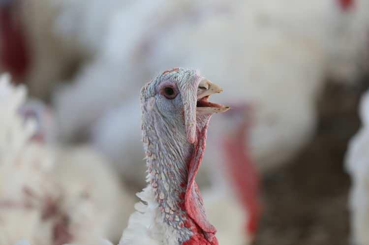 <p>Temel geçim kaynağının meyvecilik olduğu Manisa'nın Selendi ilçesinde bir girişimcinin Tarım ve Kırsal Kalkınmayı Destekleme Kurumunun (TKDK) desteğiyle hayata geçirdiği hindi çiftliği, ilçedeki diğer üreticilere örnek oldu.</p>
<p> </p>