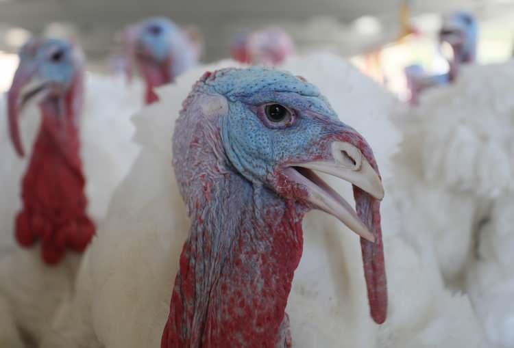 <p>Kanyılmaz, Selendi ve çevresinde hindi çiftliği kurarak bir ilki gerçekleştirdiğine dikkati çekerek, "Benim bu girişiminin başarılı olduğunu gören çevremdeki arkadaşlarım nasıl yaptığımı soruyor. </p>