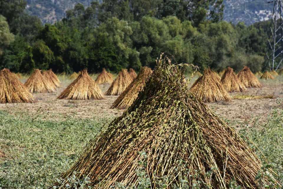 <p>Gökova susamının susuz yetiştiği için aromasının yüksek olduğunu ve bu nedenle aranan bir ürün olduğunu ifade eden Baldır, yaklaşık 90 günde ürünlerini hasat ettiklerini dile getirdi. </p>

<p> </p>
