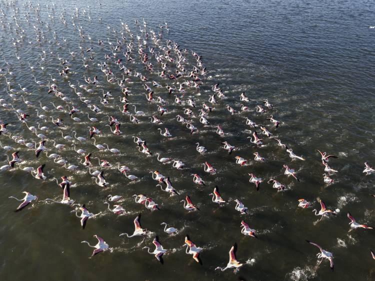 <p>Van Gölü Havzası, flamingolar için İran ile Afrika ülkeleri arasındaki göç güzergahında bulunan önemli konak yerlerinin başında geliyor. </p>
