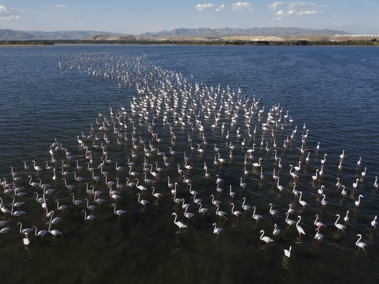 <p>İran'ın Urumiye Gölü'nden göç ederek Van Gölü Havzası’nda bir süre konaklayan ve burada yavrularını büyüten flamingolar, kasım ayı sonlarına doğru Afrika ülkelerine göç ediyor.</p>
