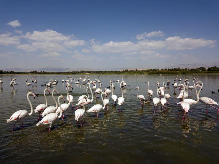 <p>Flamingoların Van Gölü’nde havadan çekilen görüntüleri izleyenleri hayran bırakıyor.</p>
