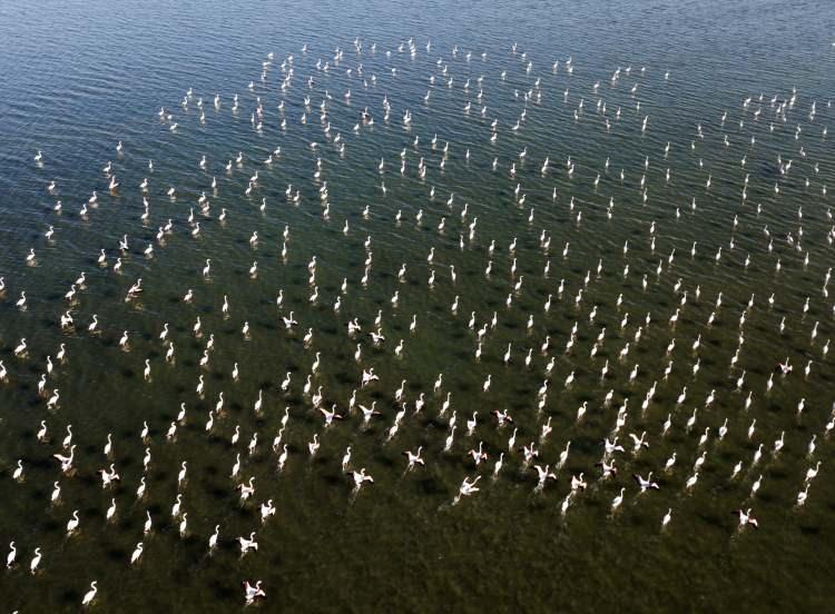 <p>Drone ile çekilen görüntülerde, Van Gölü üzerinde adeta dans ederek görsel şov yapan flamingolar, kuş ve doğa fotoğrafçılarının da ilgi odağı haline geliyor.</p>