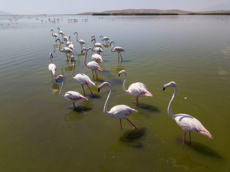 <p>Erciş ilçesine bağlı Çelebibağı ve Kasımbağı mahallelerinin Van Gölü kıyılarında yoğunlukla görülen binlerce flamingo, çevre il ve ilçelerden gelen kuş ve doğa fotoğrafçıları tarafından fotoğraflanıyor. </p>