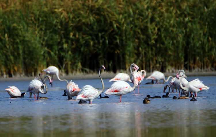 <p>Çok güzel görüntüler kattık arşivimize. Erciş sahilinde gerçekten güzel bir yoğunlukta flamingo var. Canlı canlı ilk defa gördüm, benim için çok değişik bir deneyimdi” diye konuştu.</p>