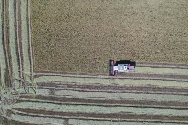<p>Son 20 günü kuraklık nedeniyle endişeli geçirdiklerini belirten Bozkoç, "Tunca Nehri'ndeki debi düşüklüğünden dolayı 10 gün zahmet çektik ama bugüne şükürler olsun malımız olgunlaştı. Köyümüzde hasat başladı. İnşallah fiyatlarımız iyi olur, herkes emeğinin karşılığını alır." dedi. </p>