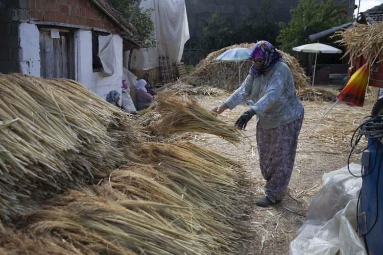<p>Toprağın baharda tava gelmesiyle tohumları ektiklerini belirten Yılmaz, diğer otlarla mücadele için ilaç kullandıklarını ifade etti.</p>