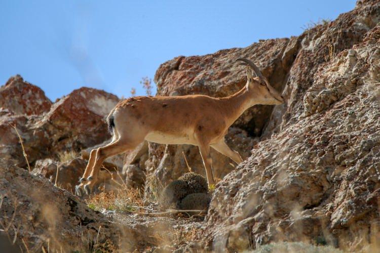 <p>Bu yönüyle de bilge hem yayla hem de yaban hayatı turizminde cazibe merkezi haline gelecek. </p>
