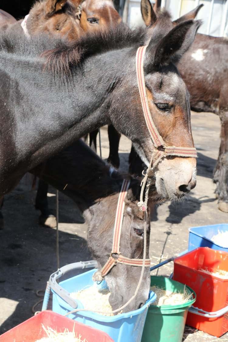 <p>Beş mahalle muhtarıyla görüştük. 70 adet yeni çöp konteyneri belirlenen güzergahlara konuldu. Üç adet de çöp taksi olacak. </p>
