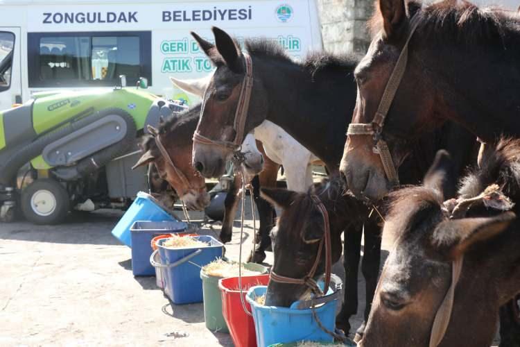 <p>Katırlarımızın hizmet ettiği mahallelerde muhtarlarımızla beraber konteynerler konuldu. Çöp taksilerimizle vatandaşlarımızın atıklarını toplamaya devam edeceğiz. </p>
