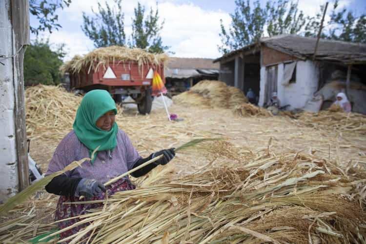 <p>- "Süpürge otu yetiştirmek zahmetli bir iş"</p>
<p>Elçili köyünden çiftçi Hayrettin Yılmaz, AA muhabirine yaptığı açıklamada, süpürge otu yetiştirmenin zahmetli bir iş olduğunu söyledi.</p>