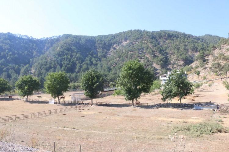 <p>Özorman, arkadaşlarıyla 6 yıl önce gezmek için geldiği Mudurnu ilçesine bağlı Taşçılar köyünde hiç görmeden 17,5 dönümlük arazi satın aldı.</p>
<p> </p>