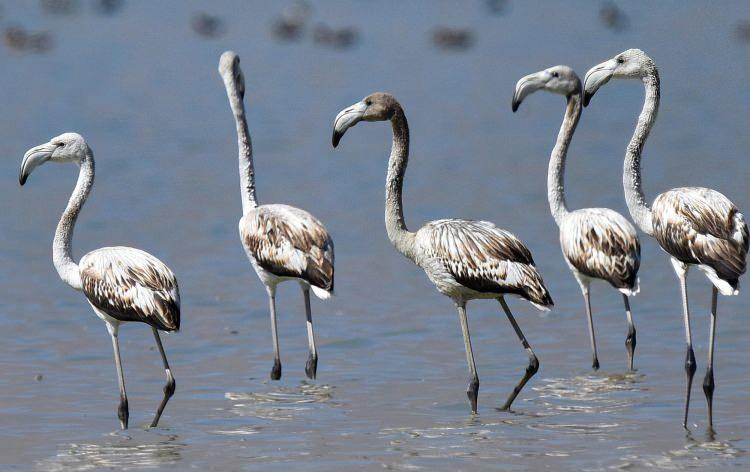 <p>Her yıl belirli dönemlerde Van Gölü Havzası’ndaki sulak alanlara gelen flamingolar, son yıllarda Bitlis’in Adilcevaz ilçesine bağlı Arin Gölü’nde de yoğun bir şekilde konaklıyor.</p>
