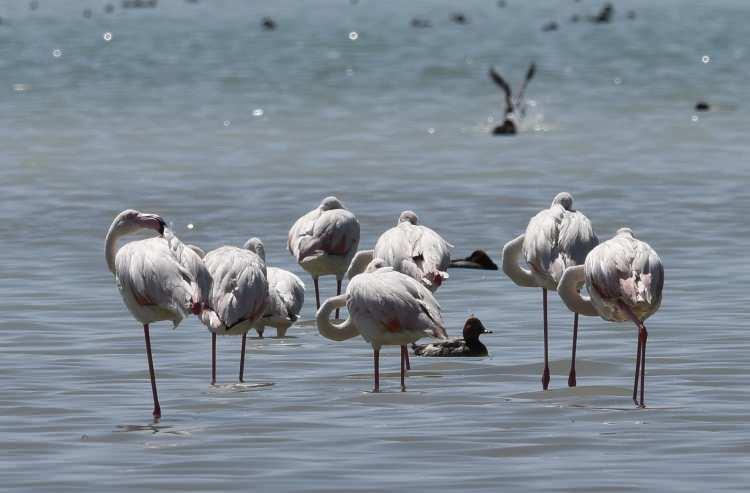 <p>İran’dan göç ederek Van Gölü’ne gelen flamingolar, Van’ın Erçek Gölü’nde ve Bitlis’in Adilcevaz ilçesinde bulunan Arin Gölü’nde de yoğun bir şekilde görülüyor. </p>
