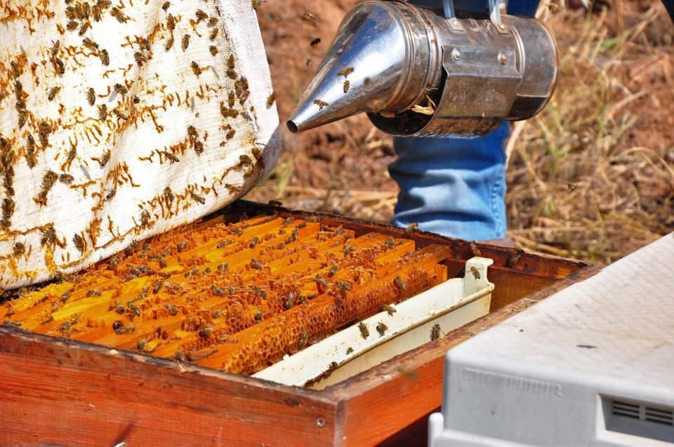<p>Yeni Zelanda'dan, İngiltere ve Almanya'dan talepler geldiğini kaydeden Almışlar, "Pandemi döneminin arı ürünlerine çok büyük katkısı oldu. Avrupa ülkeleri ve dünyada pandemi döneminde üretim dururken, biz de üretimin devam etmesi üreticiye faydası oldu.</p>