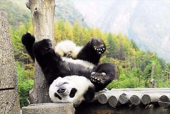 <p>Pandaların yavruları doğduğunda kör ve dişsizdir. Çok çabuk gelişip büyüyen pandalar, doğduklarında annelerinden 800 kat küçüktür.</p>
