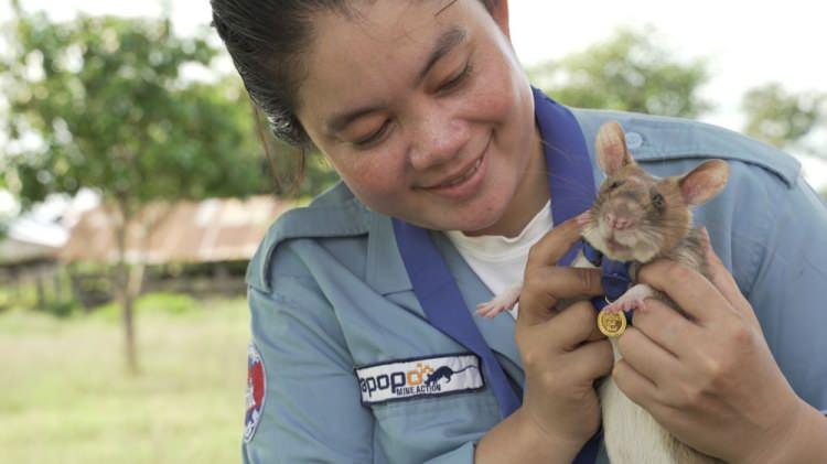<p>APOPO adındaki sivil toplum örgütünün Hero Rat (kahraman fare) programı kapsamında eğitilen Magawa cesaret madalyası aldı.</p>

<p> </p>
