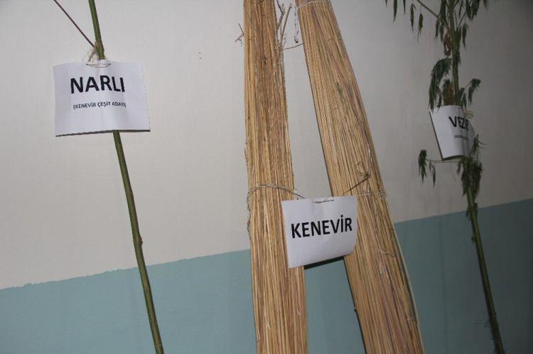 <p>Çin’den daha ucuz<br />
Kenevirden elde edilen kumaşın Çin’den ithal edilenden çok daha ucuza mal edildiğini anlatan firmanın Müdürü Haldun Babacan, “Türk kenevirinin tekstilde çok iyi olmadığı söylentileri yayılmaya çalışılıyordu. Projemiz tamamen Türkiye’de üretilen kenevirlerin tekstilde kullanılabilen en iyi kenevir olduğunu ortaya koyan bir çalışmadır. Esasında en önemli konu üretilen keten, kenevir, ısırgan liflerinin tekstilde kullanılabilecek ana madde haline gelmesiydi. Biz bunu başardık. Ürettiğimiz elyaf ve kumaş örneklerini de getirdik. Dünyada meşhur birkaç ülkenin elyafları ile aynı kalitededir. Çin’den ithal edilen tekstil elyaflarından da fiyat olarak ucuzdur. Yüzde 55 kenevir yüzde 45 pamuk karışımlı kumaşın metresi KDV dahil 34 TL metre fiyatından tüketiciye ulaştırılacaktır. Bu fiyat da Çin'den ithal edilen kumaşların, ipliklerin ve elyaflardan da daha ucuzdur” diye konuştu.</p>
