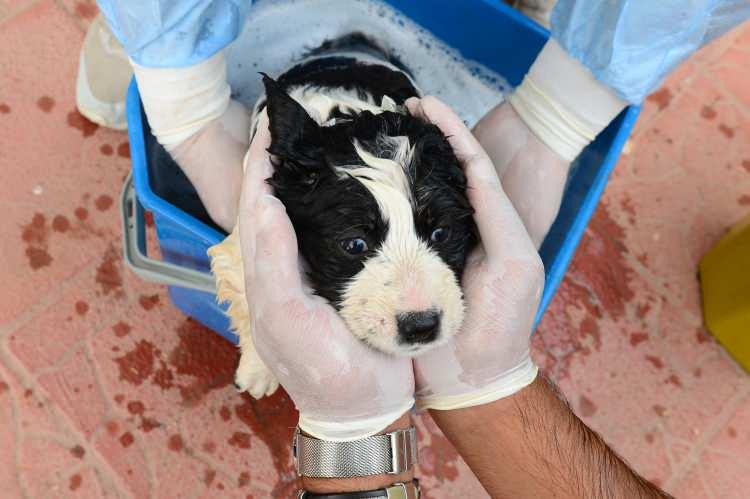 <p>Iğdır Devlet Hastanesi Kimyasal Biyolojik Radyolojik N&uuml;kleer (KBRN) Bulaşlara Karşı Arındırma &Uuml;nitesi g&ouml;revlileri,&nbsp;t&uuml;m sağlık &ccedil;alışanları gibi yeni tip koronavir&uuml;s (Kovid-19) ile m&uuml;cadeleyi amansız şekilde s&uuml;rd&uuml;r&uuml;yor.&nbsp;</p>
