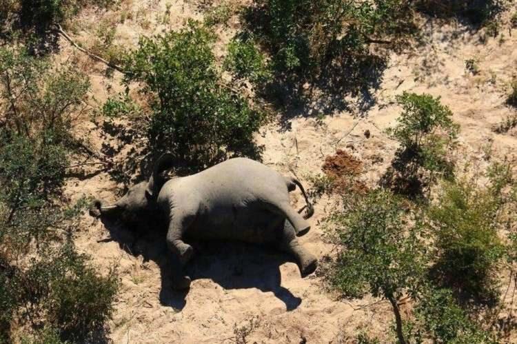 <p>Güney Afrika ülkesi Bostwana’daki Okavango deltasında Temmuz ayında 200’ü aşkın fil, yüzlerinin üzerine düşmüş halde cansız bulunmuştu. Bununla birlikte komşu ülke Zimbabve’de de bu ayın başında aynı şekilde 22 filin hayatını kaybettiği açıklanmıştı.</p>
