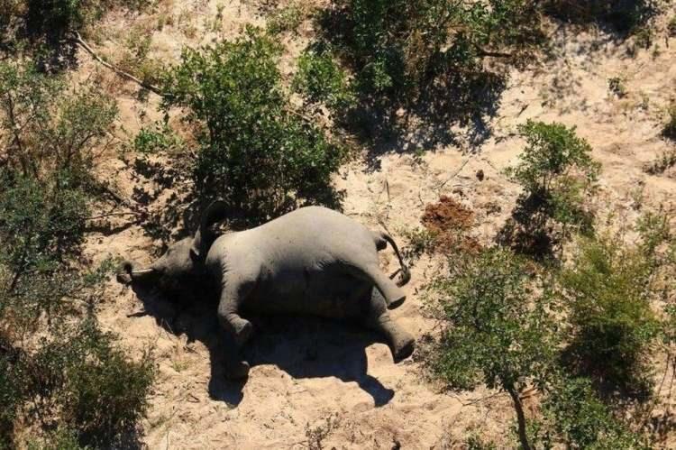 <p>ÜLKE EKONOMİSİNDE İKİNCİ SIRADA</p>

<p>Bununla birlikte, Bostvana dünyadaki en kalabalık fil popülasyonuna sahip ülke. Yaklaşık 135 bin fil  ülke ekonomisinde önemli bir rol oynuyor. Okavango Deltası’nda yaklaşık 15 bin fil bulunuyor. Doğa turizmi, gayri safi yurt için hasılatın yüzde 12’sinin oluşturuyor ve elmas madenciliğinin ardından ikinci sırada yer alıyor. </p>

