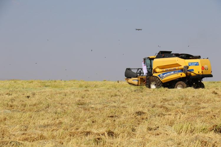 <p>Şu anda bulunduğumuz alanı g&ouml;r&uuml;yorsunuz bir volkanik p&uuml;sk&uuml;rtme den geri kalan taşlarla dolu bir alandayız. Ama bu alanda Diyarbakır'ın &ccedil;alışkan insanları emeği ile alın teri ile bu taşların arasında tarım faaliyeti yapıyorlar hem de &ccedil;ok &ouml;zel bir tarım faaliyeti, &ccedil;eltik yetiştiriyorlar. Diyarbakır'ın dışında birisine Diyarbakır'da &ccedil;eltik yetişiyor desek belki &ccedil;ok fazla inanmak istemez. Ama Karacadağ b&ouml;lgesinde bu b&ouml;lgedeki k&ouml;ylerimizde bu b&ouml;lgeye &ouml;zg&uuml; Karacadağ pirinci olarak bildiğimiz &ccedil;ok &ouml;zg&uuml;n bir &uuml;r&uuml;n&uuml;m&uuml;z var. Az &ouml;nce hem orakla hem makine ile hasatını yaptığımız Karacadağ pirincimizde Diyarbakır&rsquo;ımızın &ccedil;ok &ouml;zg&uuml;n Diyarbakır'a mahsus bir &uuml;r&uuml;n ve coğrafi işareti var tescilli bir &uuml;r&uuml;n. Diyarbakır'daki bu Karacadağ pirincini &ccedil;eltiğini diğer b&ouml;lgelerdeki &ccedil;eltikten pirin&ccedil;ten ayıran &ouml;zellikler de var.&nbsp;</p>
