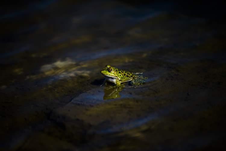<p>Tarihe i&ccedil;erisinde bulundurduğu limanıyla da damga vuran kent, kuşlara ve s&uuml;r&uuml;ngenlere de ev sahipliği yapıyor.&nbsp;</p>
