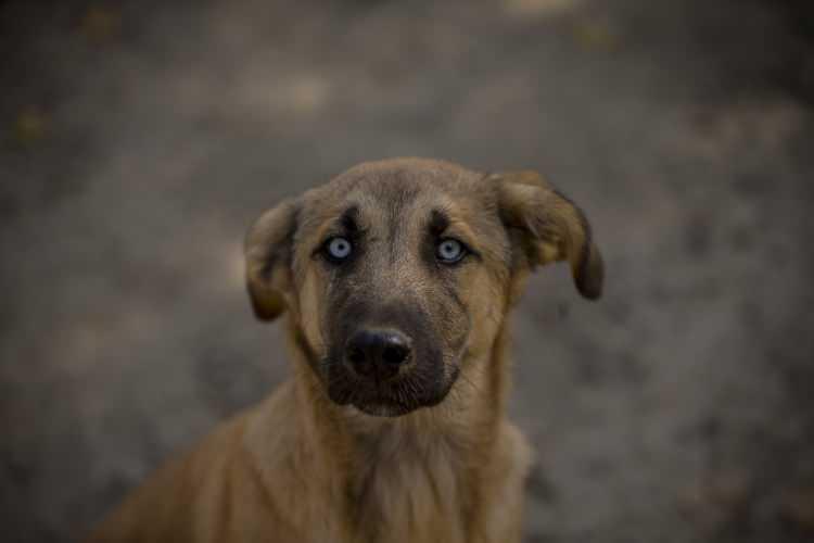 <p>Sokakta Kalanlar Derneği ve bazı hayvanseverler, "4 Ekim Hayvan Hakları G&uuml;n&uuml;" dolayısıyla, İmrahor b&ouml;lgesinde oluşturulan barınaktaki hayvanları besledi.&nbsp;</p>
