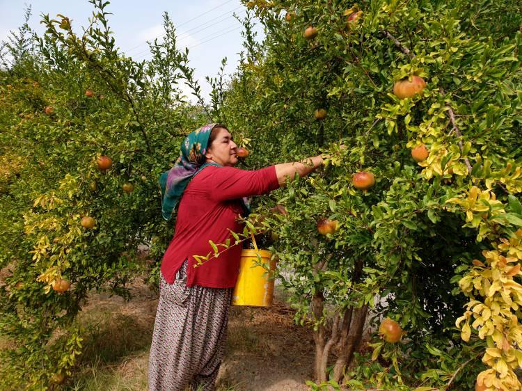 <p>Osmaniye'nin Kadirli ilçesinde yaşayan kadınlar nar ekşisini imece usulüyle hazırlıyor. Sabah erken saatlerde evlerinden yola koyulan kadınlar nar ekşisi yapmak için bir araya geliyor. Daha sonra ellerinde sepetlerle nar bahçesine giden Çukurovalı kadınlar, dalından topladıkları ürünlerini dilimlere ayırdıktan sonra leğenlerin içerisine bırakıyor.</p>
<p> </p>