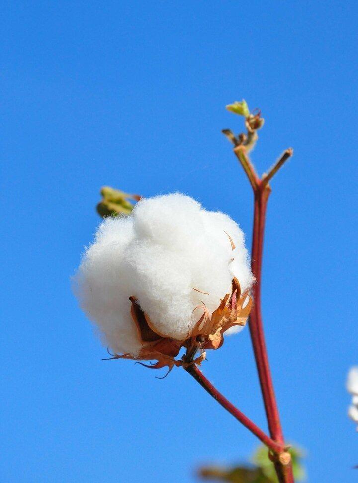 <p>Kent genelinde 80 bin dekar alanda ekimi yapılan pamuk i&ccedil;in &uuml;retici, pamukta taban fiyatın kilogramda en az 5 TL olmasını istiyor.</p>
