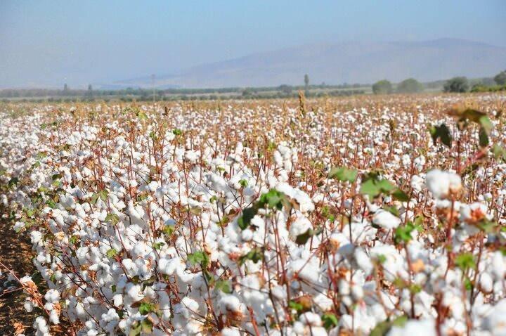 <p>Saruhanlı Ziraat Odası Başkanı Aydoğan Okur, Manisa'da bu yıl 1471 &uuml;reticinin ekim yaptığını kaydederek, şunları s&ouml;yledi:</p>
