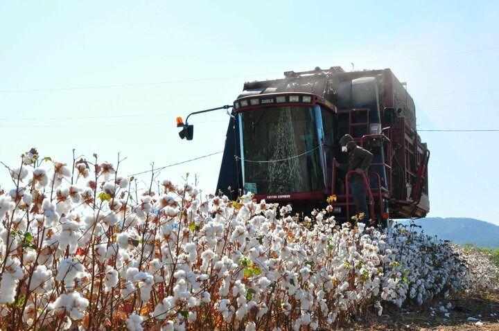 <p>Bu yıl 190 d&ouml;n&uuml;m arazisinde pamuk &uuml;reten Kumkuyucak Mahallesi'nin muhtarı Nuri Karacaoğlu, verimden dolayı memnun olduklarını belirterek, "Hasadımıza başladık. Hayırlısı olsun, diyoruz. Verimlerden dolayı bu yıl memnunuz. Fiyatların biraz daha y&uuml;ksek olması beklentimiz. 5 TL'nin altına d&uuml;şmesi bizim i&ccedil;in sıkıntı" dedi.</p>

