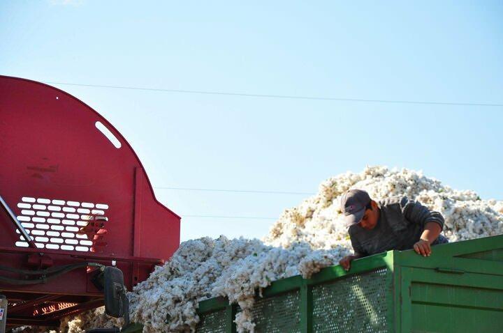 <p>Makineyle birlikte g&uuml;nde 60 tona kadar pamuk topladıklarını dile getiren G&uuml;&ccedil;, "Pamuk toplama fiyatımız dekar başına 200 TL.</p>
